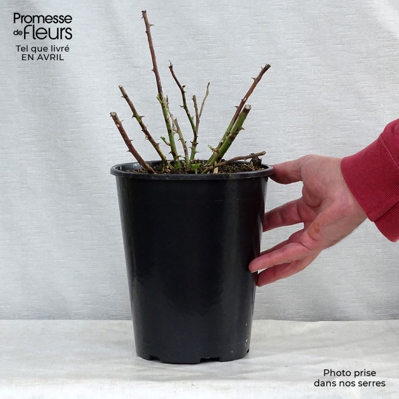 Example of Rosa Rambling Rector - Ramblerroos Pot van 4 l/5 l as you get in printemps