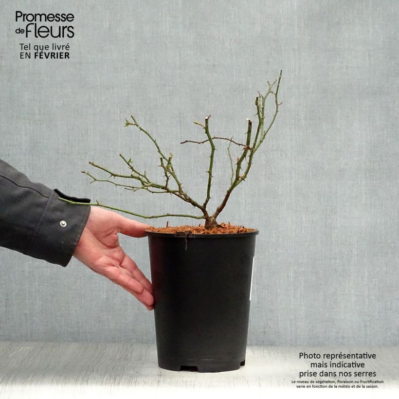 Exemplaar van Rosa Sanders White Rambler - Ramblerroos Pot van 4 l/5 l zoals geleverd in de winter