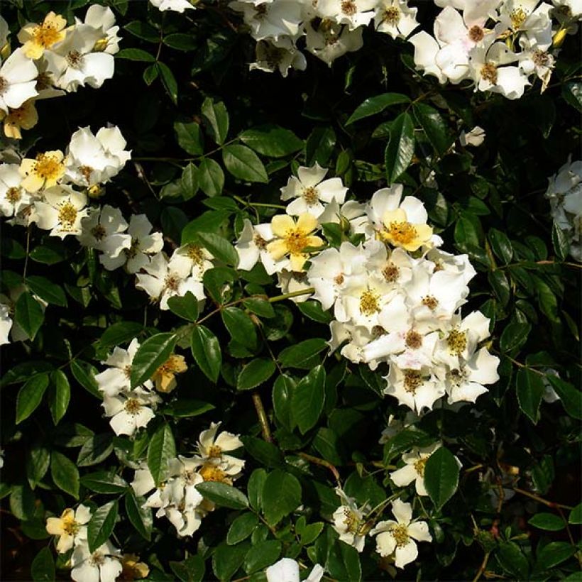 Rosa Wedding Day - Ramblerroos (Bloei)