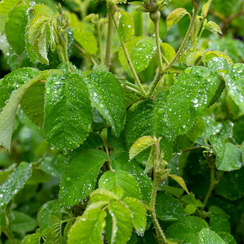 Rosa banksiae Purezza - Ramblerroos (Blad)