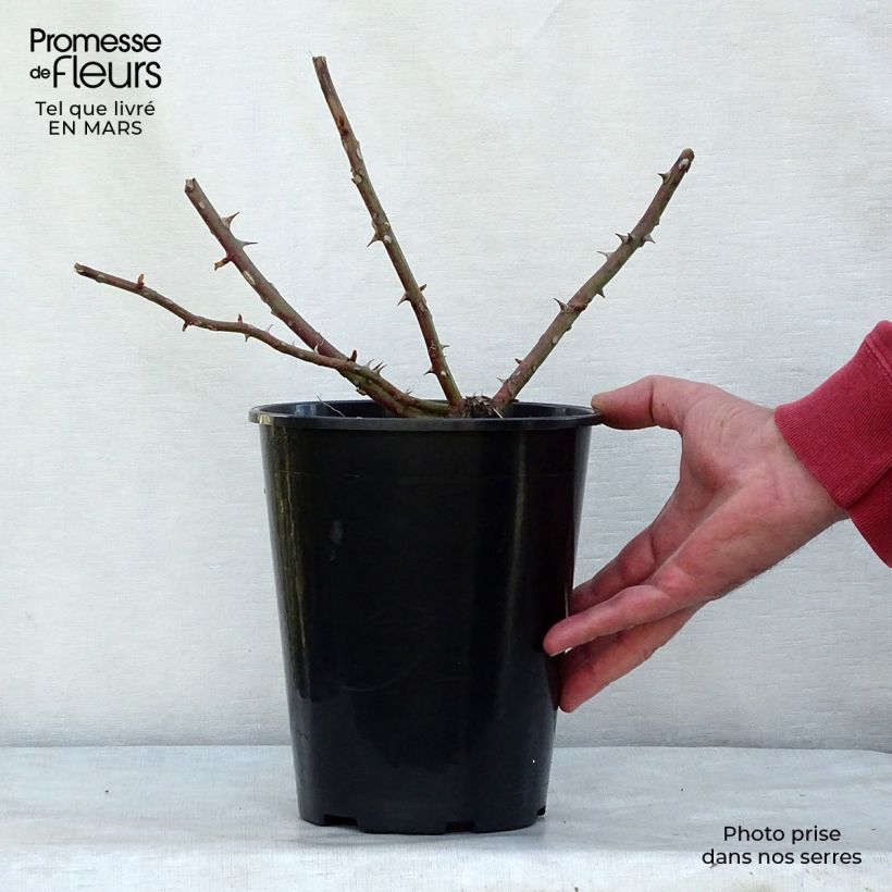 Exemplaar van Rosa filipes Kiftsgate - Ramblerroos Pot van 4 l/5 l zoals geleverd in de lente