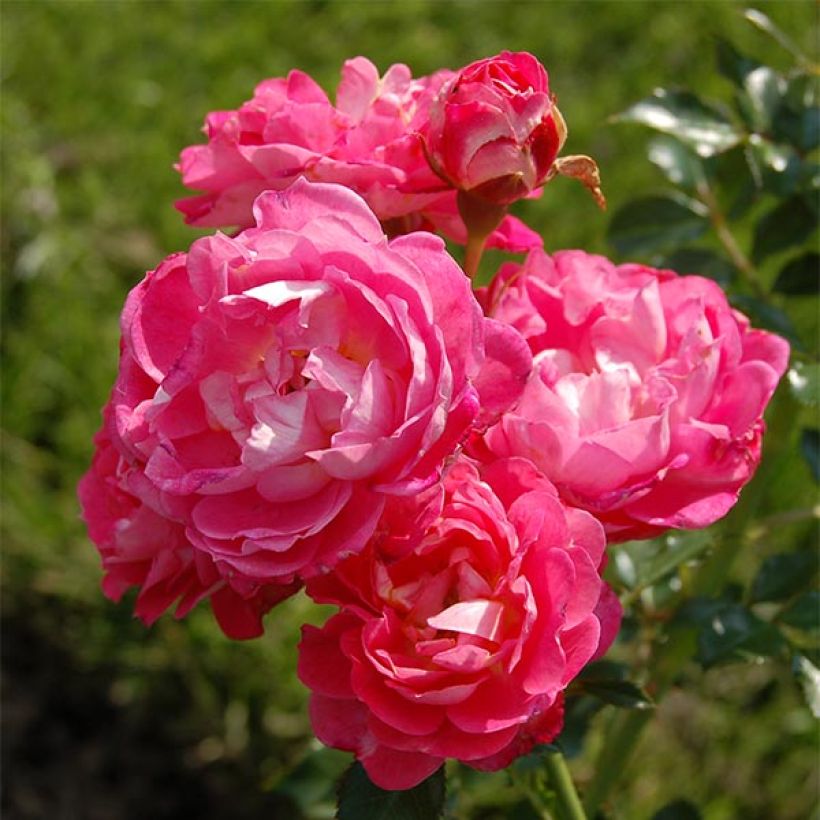 Rosa Charmant - Patioroos (Flowering)