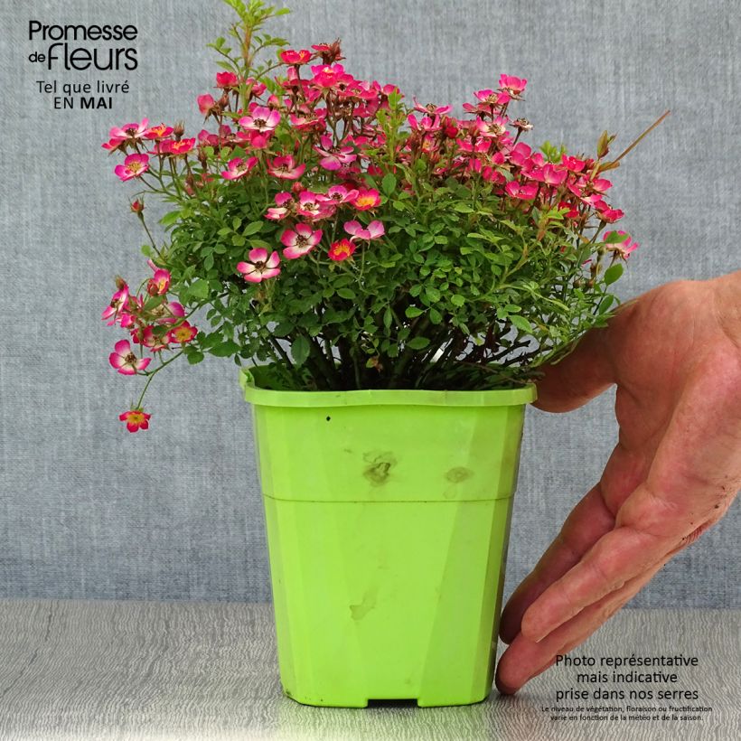 Exemplaar van Rosa Cutie Pie - Miniatuurroos Pot van 2 l/3 l zoals geleverd in de lente