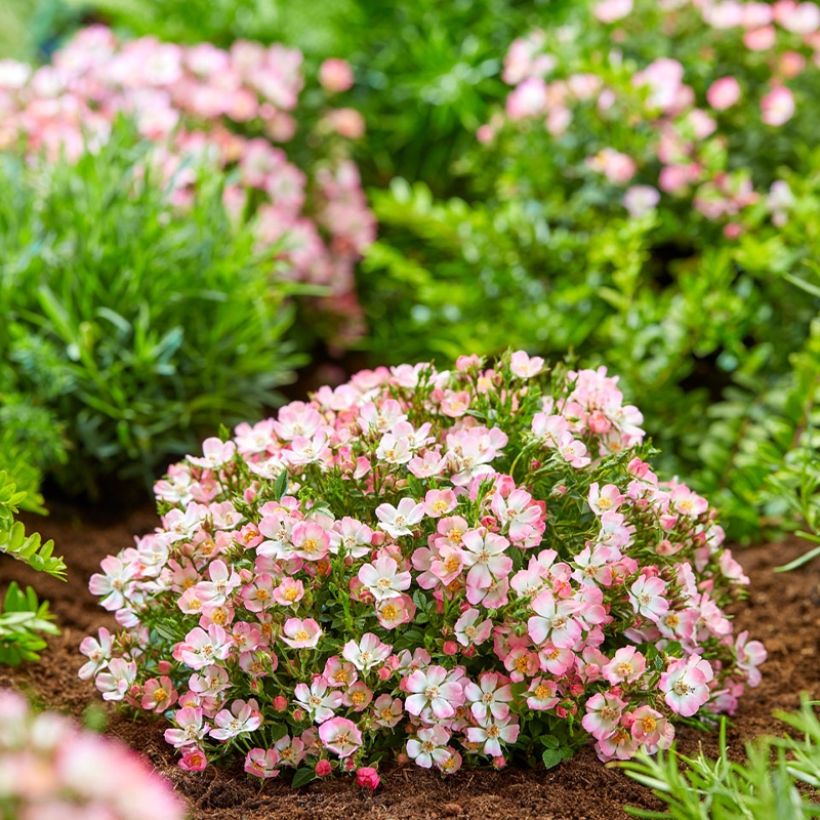 Rosa Cutie Pie - Miniatuurroos (Groeiplaats)