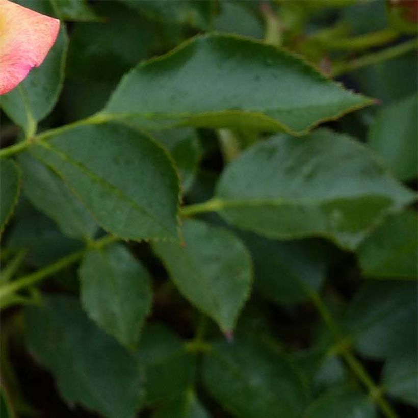 Rosa Little Sunset - Patioroos (Foliage)
