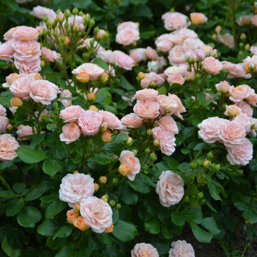 Rosa Bordure Nacrée - Patioroos (Bloei)