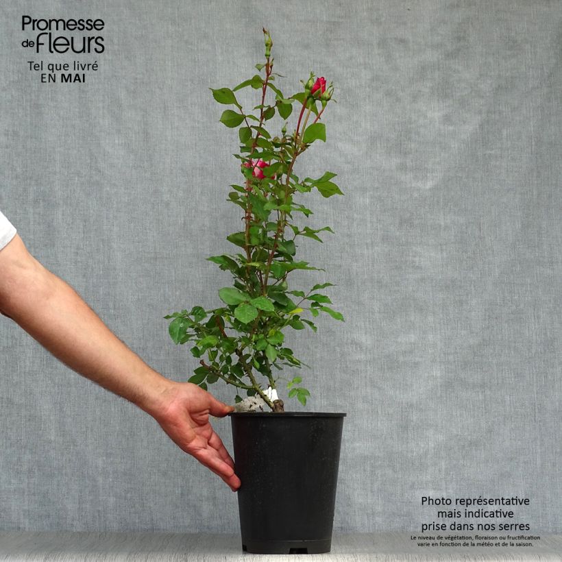 Exemplaar van Rosa Bordure Vive - Patioroos Pot van 4 l/5 l zoals geleverd in de lente