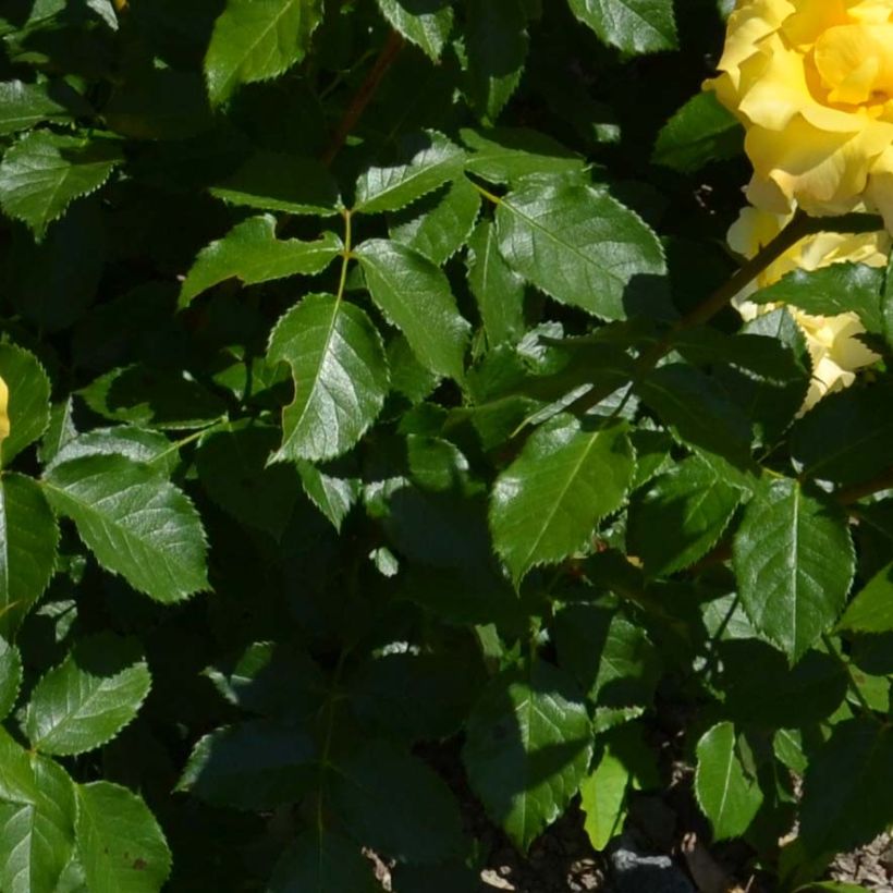 Rosa Bordure d'Or - Patioroos (Blad)