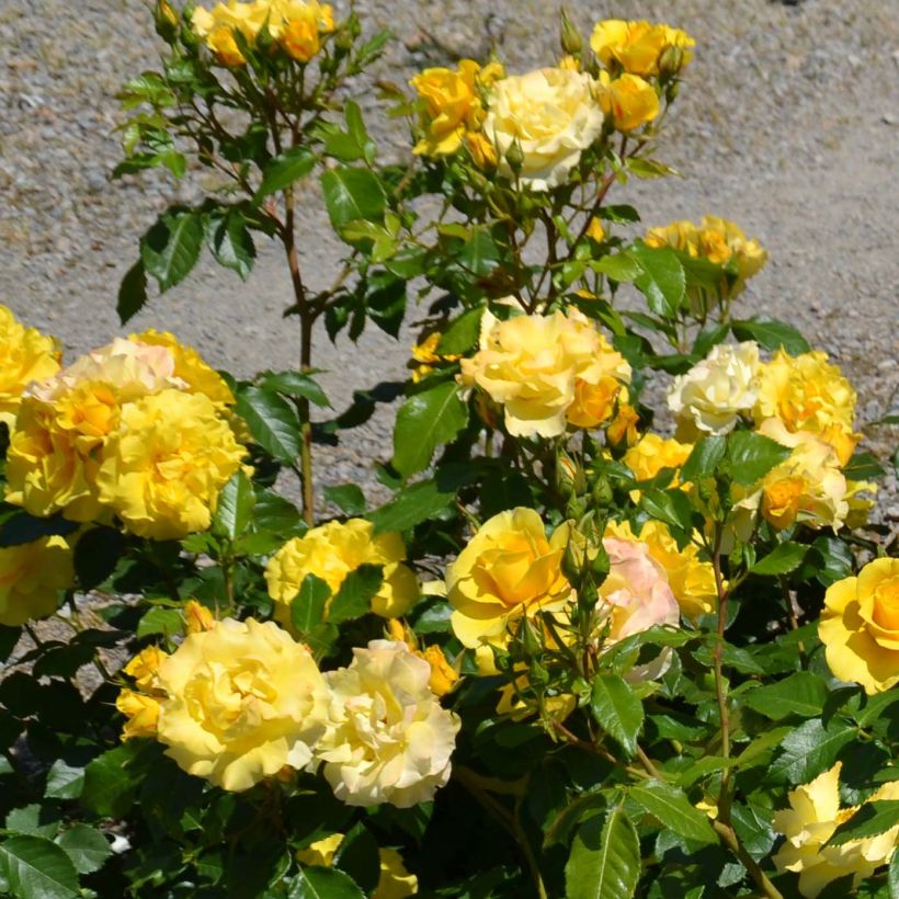 Rosa Bordure d'Or - Patioroos (Bloei)