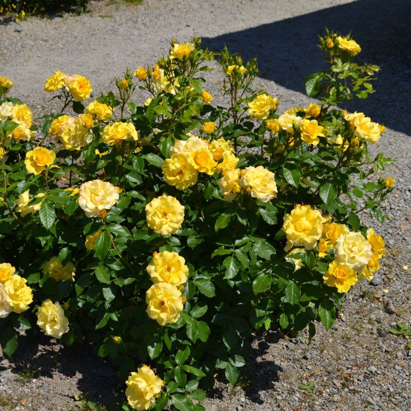 Rosa Bordure d'Or - Patioroos (Groeiplaats)