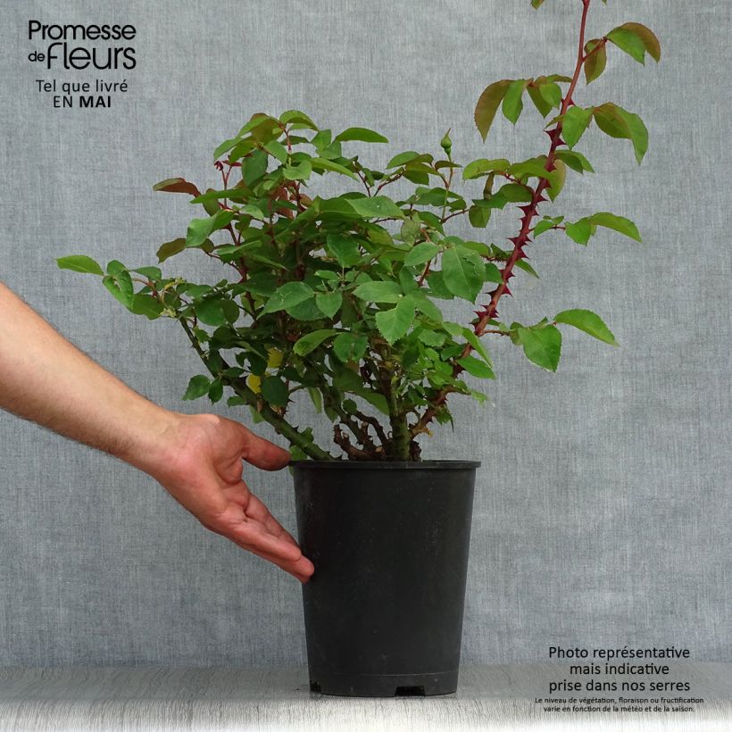 Exemplaar van Rosa Bordure d'Or - Patioroos Pot van 3 l/4 l zoals geleverd in de lente