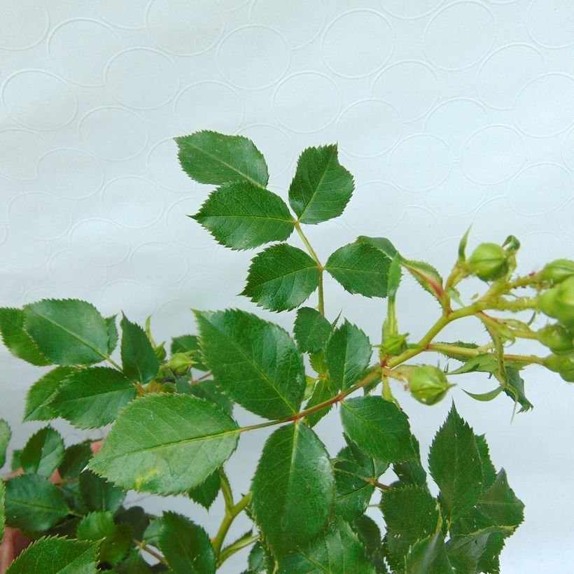 Rosa Charmant - Patioroos (Foliage)