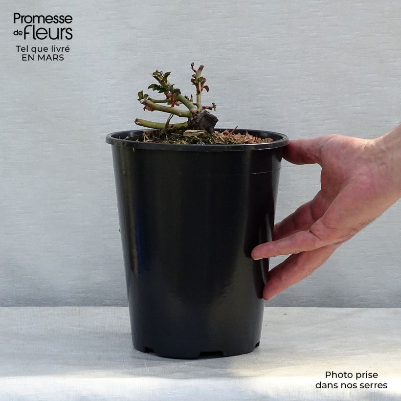 Example of Rosa Charmant - Patioroos Pot van 2 l/3 l as you get in printemps