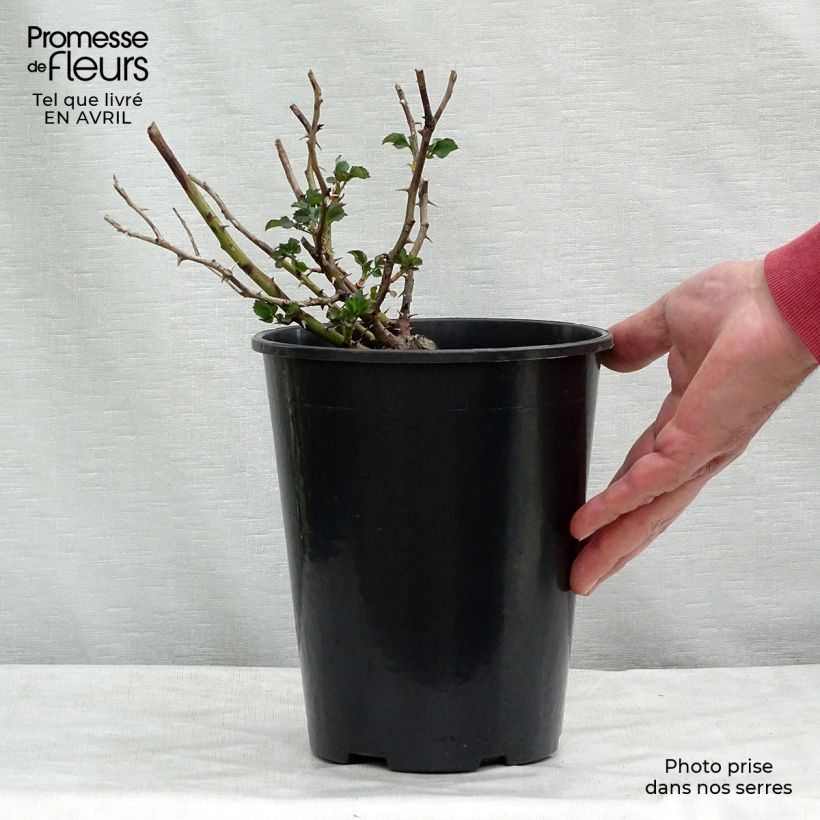 Example of Rosa Cream Babylon Eyes - Struikroos Pot van 4 l/5 l as you get in printemps