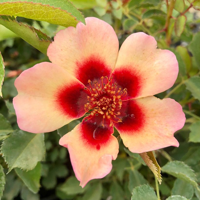 Rosa Fancy Babylon Eyes - Struikroos (Bloei)