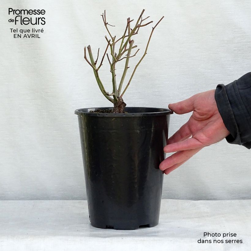 Exemplaar van Rosa Rode Morsdag - Patioroos Pot van 3 l/4 l zoals geleverd in de lente