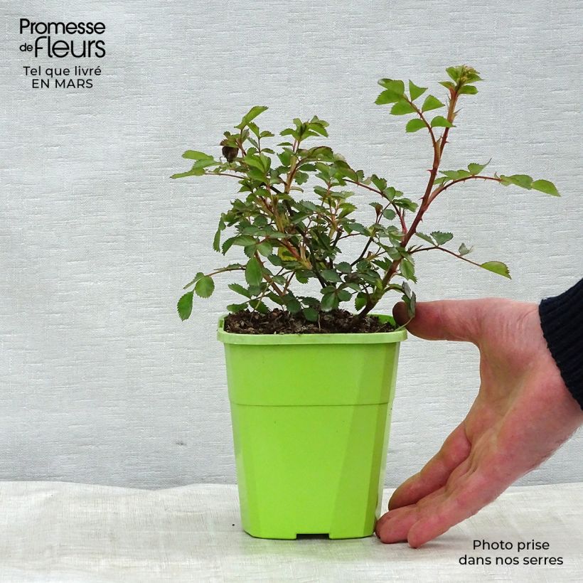 Exemplaar van Rosa Flirt 2011 - Patioroos Pot van 1,5 l/2 l zoals geleverd in de winter