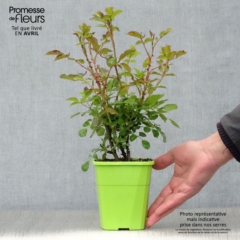 Example of Rosa Mandarin - Patioroos Pot van 1,5 l/2 l as you get in printemps