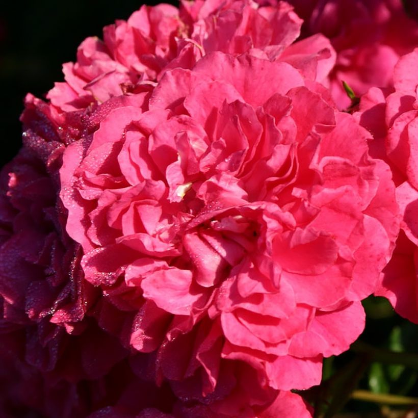 Rosa Roxy - Patioroos (Bloei)