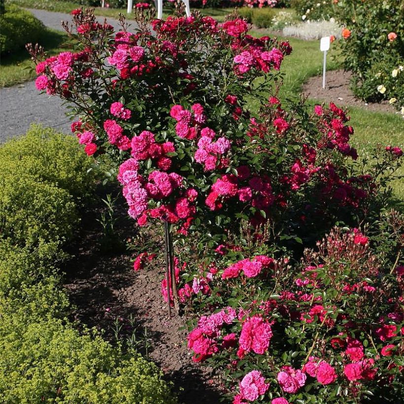 Rosa Roxy - Patioroos (Groeiplaats)
