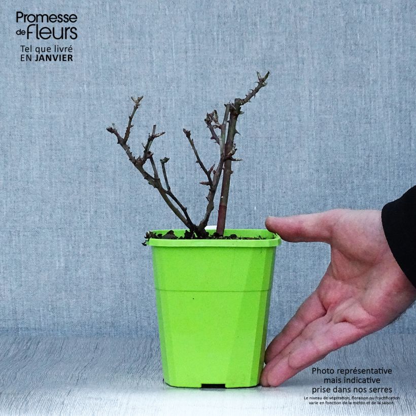 Example of Rosa Little Sunset - Patioroos Pot van 1,5 l/2 l as you get in hiver