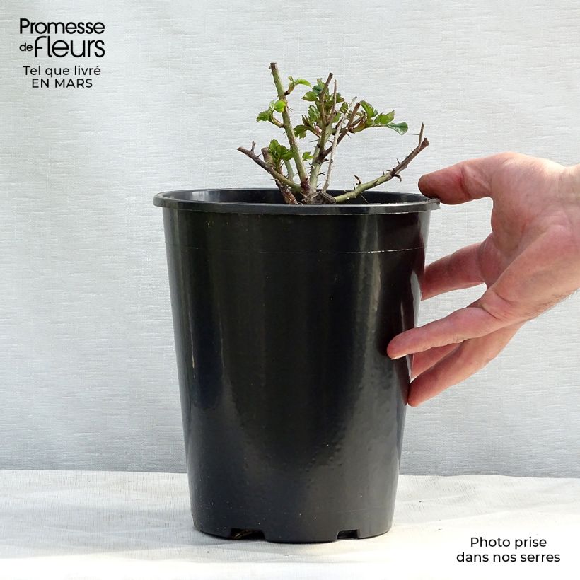 Example of Rosa Pastel Babylon Eyes - Struikroos Pot van 4 l/5 l as you get in printemps