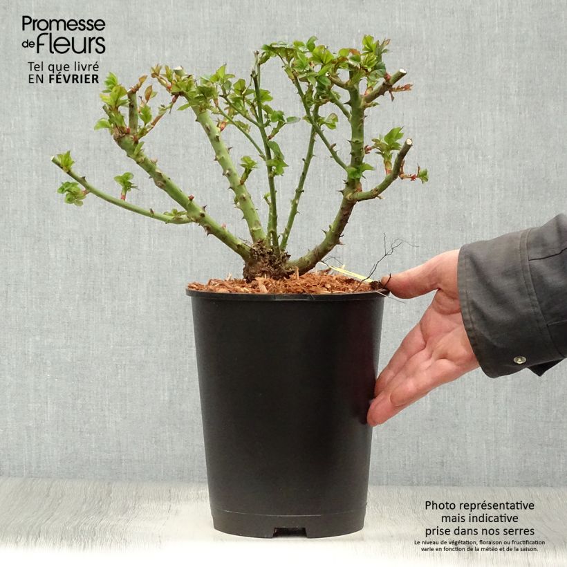 Exemplaar van Rosa Ruby Ruby - Patioroos Pot van 3 l/4 l zoals geleverd in de winter