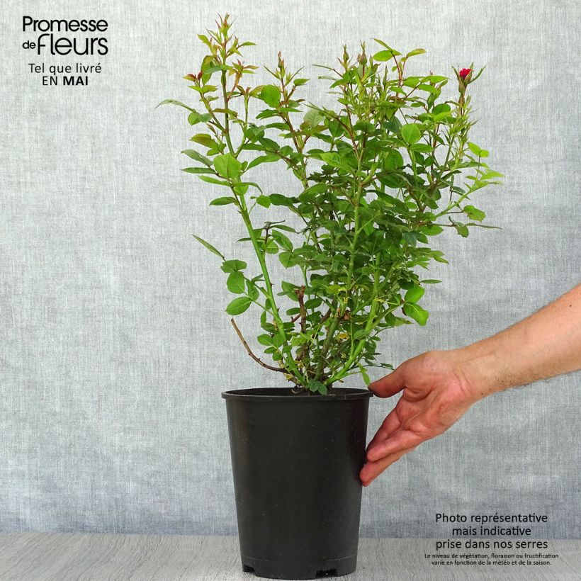 Example of Rosa Ruby Ruby - Patioroos Pot van 3 l/4 l as you get in printemps