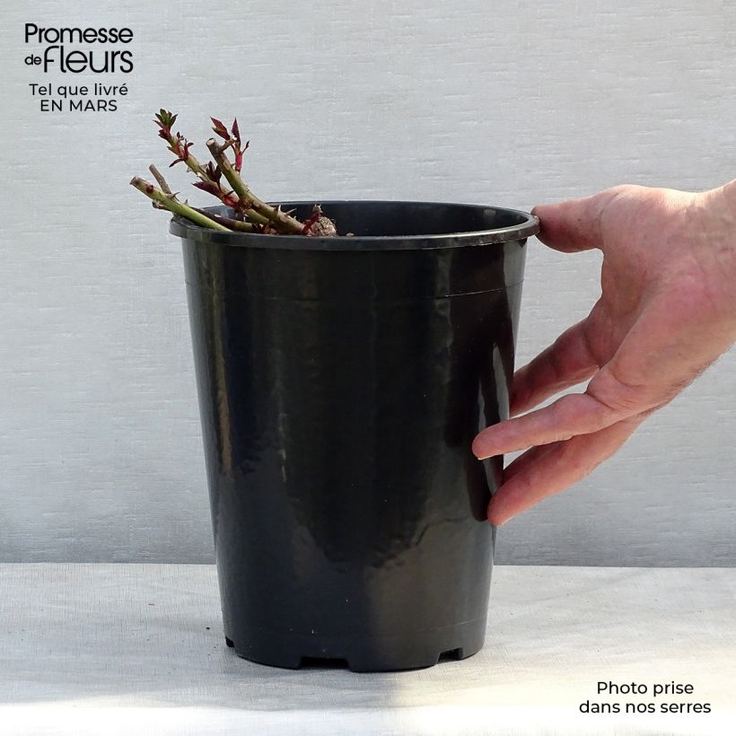 Example of Rosa Sunshine Babylon Eyes - Struikroos Pot van 4 l/5 l as you get in printemps