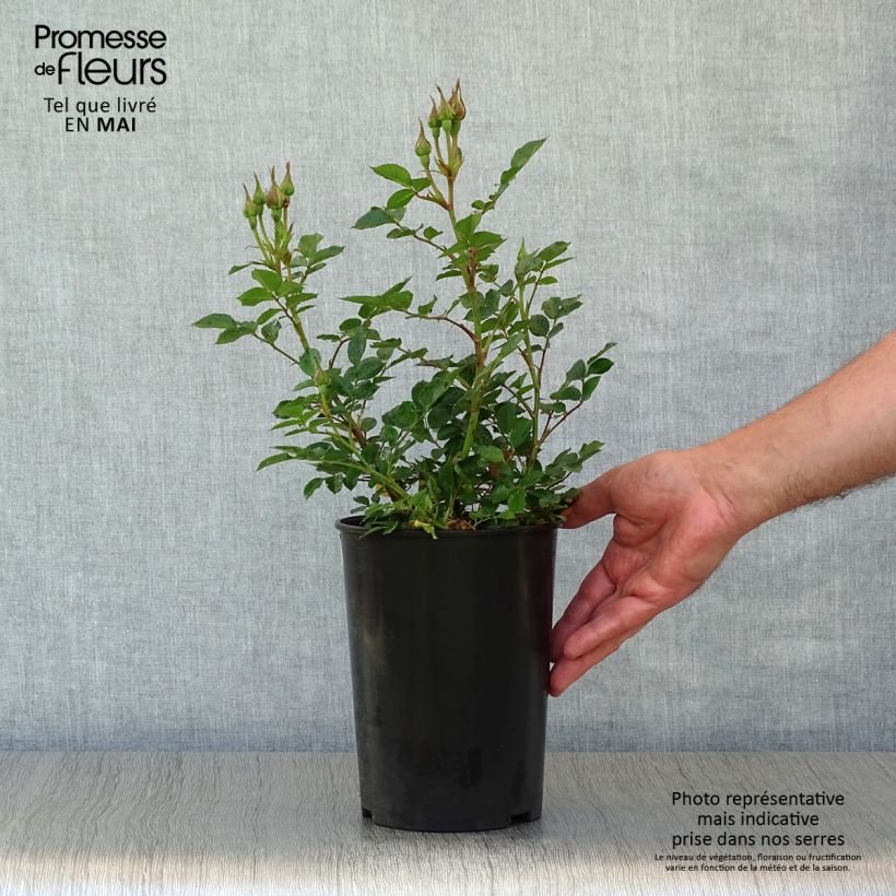 Exemplaar van Rosa Sweet Dream - Patioroos Pot van 3 l/4 l zoals geleverd in de lente