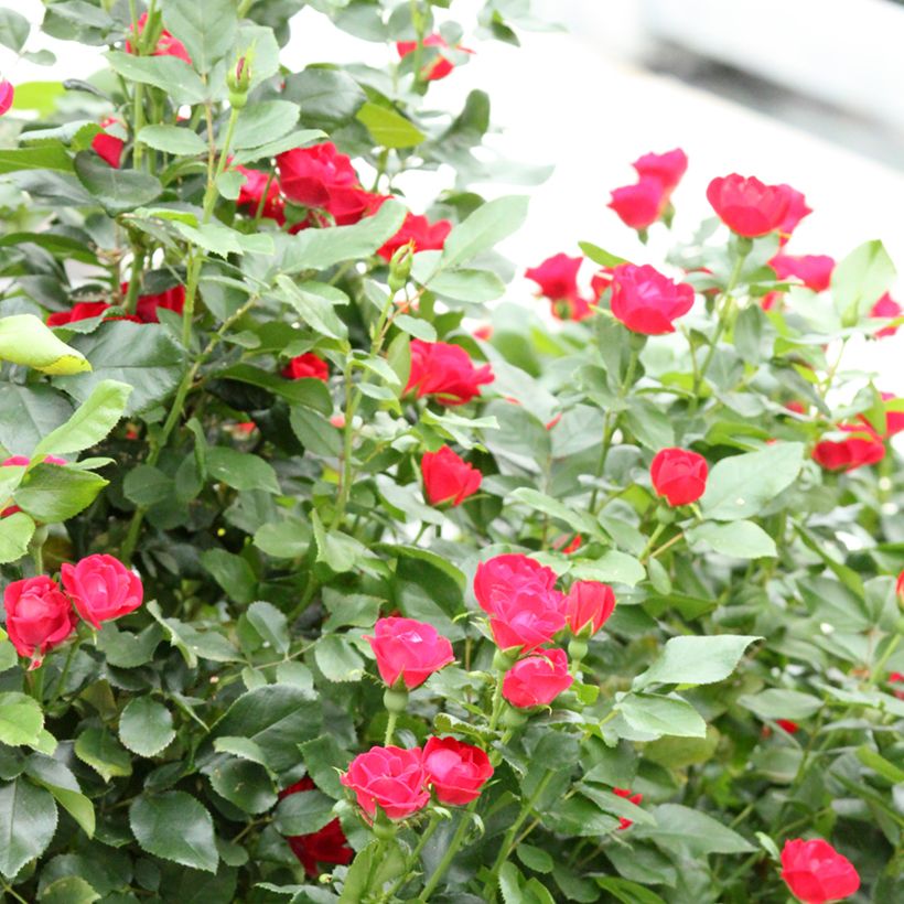 Rosa Zepeti - Patioroos (Groeiplaats)