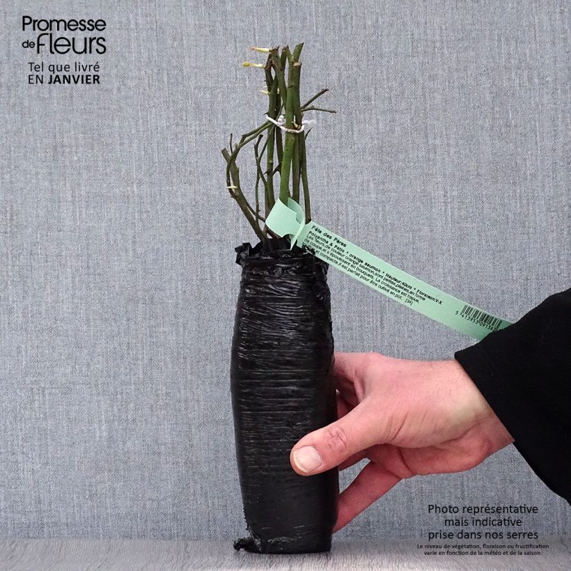 Example of Rosa Koster Orange - Miniatuurroos In kluit as you get in hiver