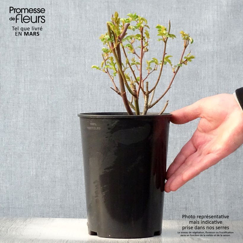 Example of Rosa Koster Orange - Miniatuurroos Pot van 3 l/4 l as you get in printemps