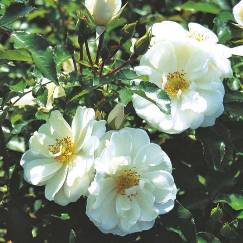 Rosa White Flower Carpet - Polyantharoos (Bloei)