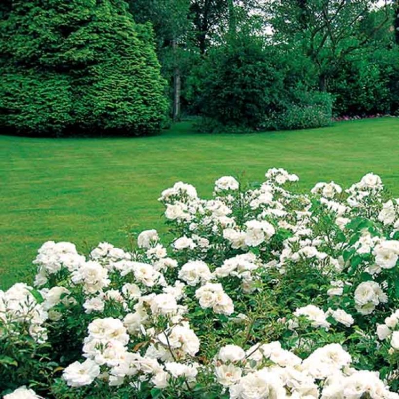 Rosa White Flower Carpet - Polyantharoos (Groeiplaats)