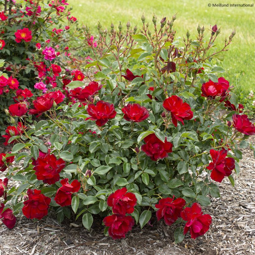 Rosa Moulin Rouge - Trosroos (Groeiplaats)