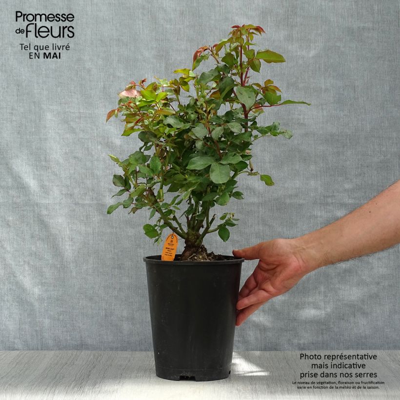 Exemplaar van Rosa Red Meilove - Polyantharoos Pot van 4 l/5 l zoals geleverd in de lente
