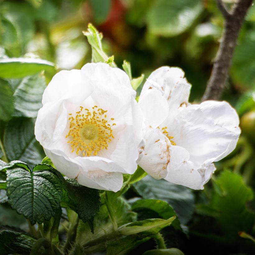 Rosa rugosa Alba - Hondsroos (Bloei)