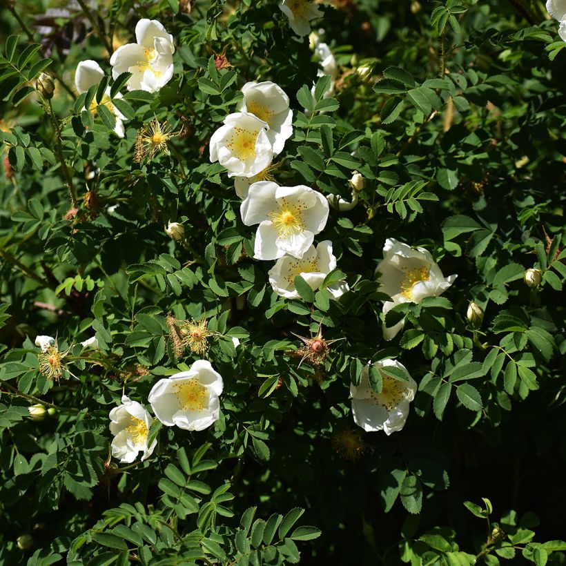 Rosa rugosa Alba - Hondsroos (Groeiplaats)