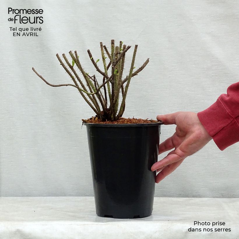 Exemplaar van Rosa rugosa Alba - Hondsroos Pot van 3 l/4 l zoals geleverd in de lente