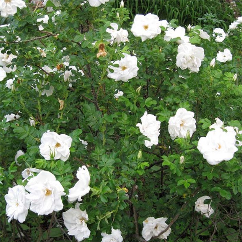 Rosa rugosa Blanc Double de Coubert - Hondsroos (Groeiplaats)