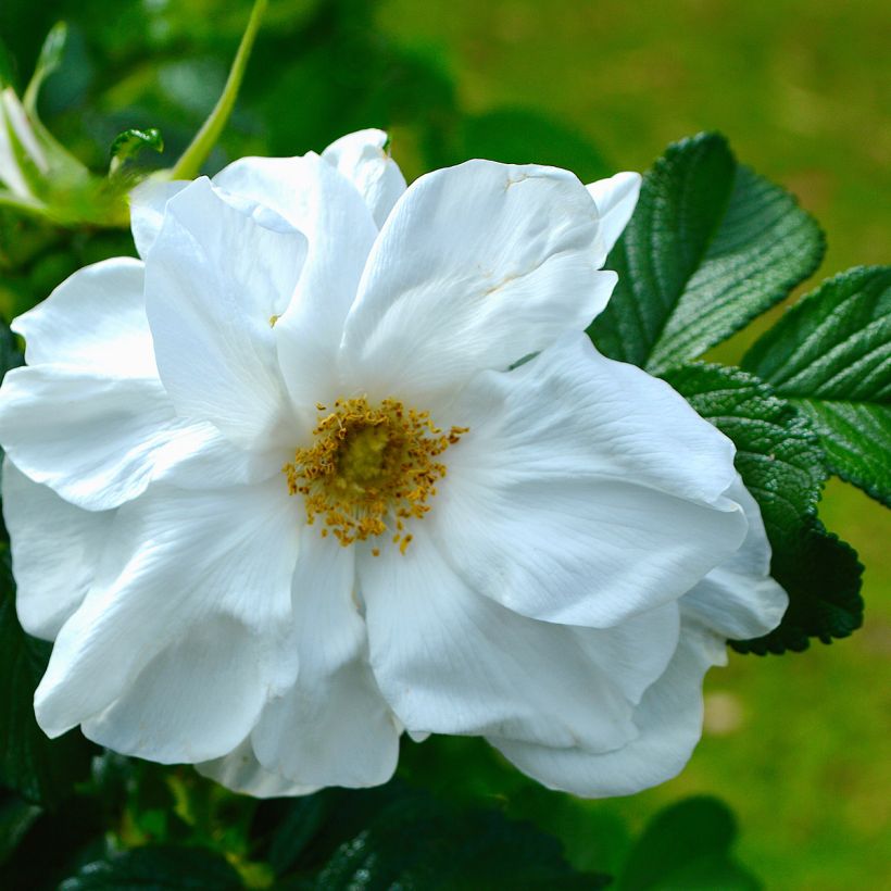 Rosa rugosa Blanc Double de Coubert - Hondsroos (Bloei)