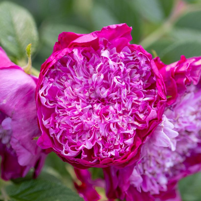 Rosa Souvenir de Trélazé - rimpelroos (Bloei)