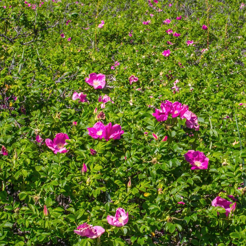Rosa rugosa Rubra - Hondsroos (Groeiplaats)