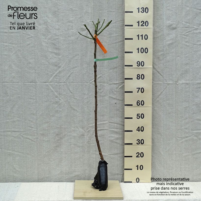 Exemplaar van Rosa Bonica 82 - Stamroos In kluit, Stengel zoals geleverd in de winter