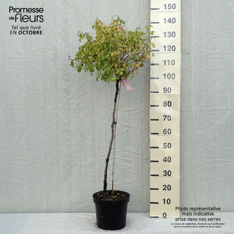 Exemplaar van Rosa Flower Carpet Appleblossom - Stamroos Pot van 7,5 l/10 l, Stengel zoals geleverd in de herfst