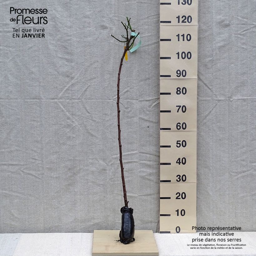 Exemplaar van Rosa Friesia - Stamroos In kluit, Stengel zoals geleverd in de winter