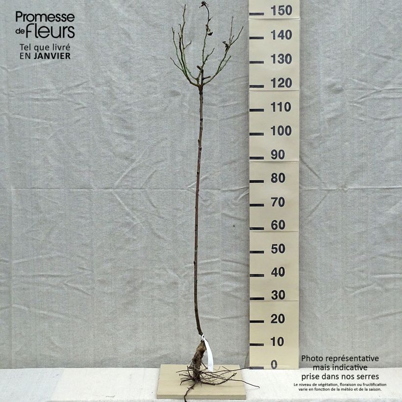 Exemplaar van Rosa Gérard Depardieu - Stamroos Naakte wortel, Stengel zoals geleverd in de winter