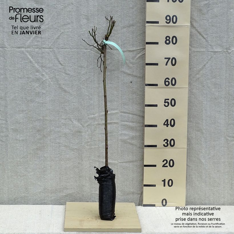 Exemplaar van Rosa Global Hit - Stamroos In kluit, Stengel zoals geleverd in de winter