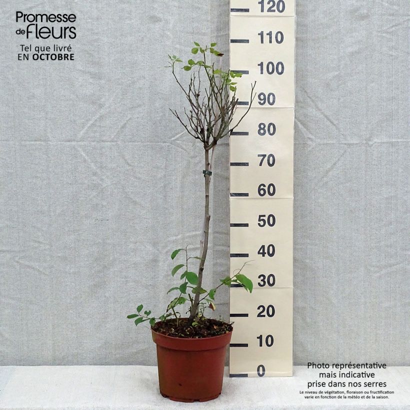 Exemplaar van Rosa Global Hit - Stamroos Pot van 4 l/5 l, Stengel zoals geleverd in de herfst